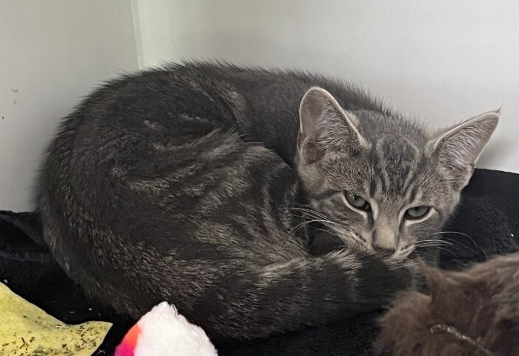 Shelter Stray Male Cat last seen Near John Street, STATEN ISLAND, NY, 10302, 3139 Veterans Rd W, Staten Island, NY 10309, USA