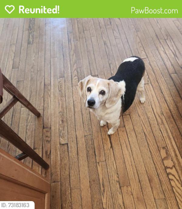 Reunited Female Dog last seen Owls Roost Rd, Greensboro, NC 27410