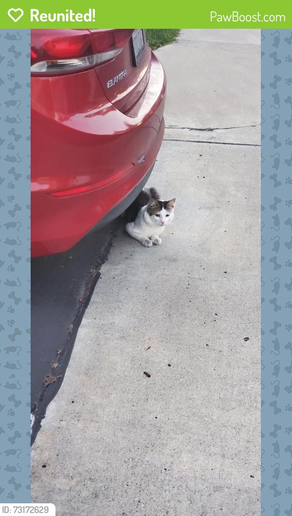 Reunited Unknown Cat last seen Bernardo Vista Del Lago, San Diego, CA 92128