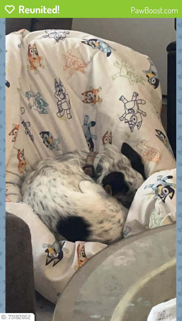 Reunited Male Dog last seen Kroeger lane and 22nd, Tucson, AZ 85745