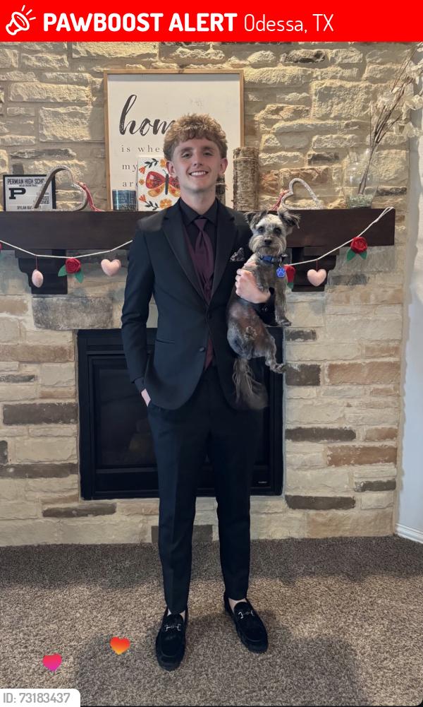 Lost Male Dog last seen hmstd, Odessa, TX 79758
