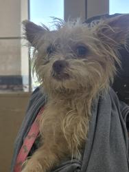 Found/Stray Male Dog last seen Near Bays Mtn, Kingsport, TN 37660