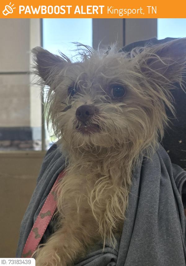 Found/Stray Male Dog last seen Near Bays Mtn, Kingsport, TN 37660