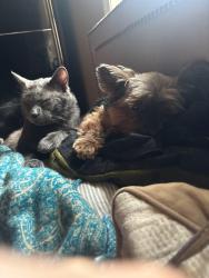 Lost Male Cat last seen Right across the street from our home is a big ravine with pathways and many many animals. I don’t think he goes that far. He is very close to the hse all the time when I call him and I just rescued him in two months ago and., Edmonton, AB T6J 7G6