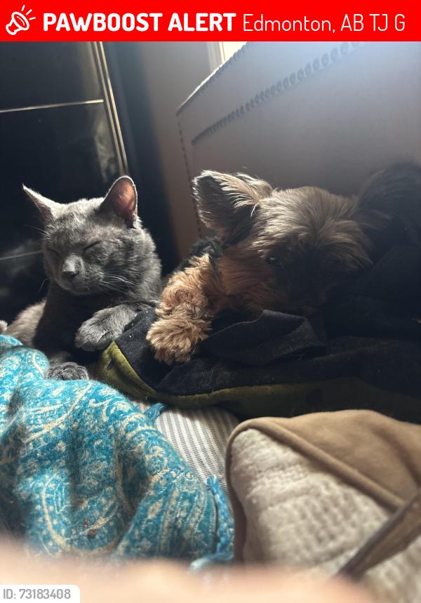Lost Male Cat last seen Right across the street from our home is a big ravine with pathways and many many animals. I don’t think he goes that far. He is very close to the hse all the time when I call him and I just rescued him in two months ago and., Edmonton, AB T6J 7G6