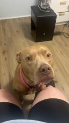Reunited Female Dog last seen Forest place behind Burger King on Hwy 80, Macon, GA 31206