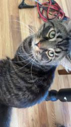 Reunited Male Cat last seen Aurora Rd, Melbourne, FL 32934