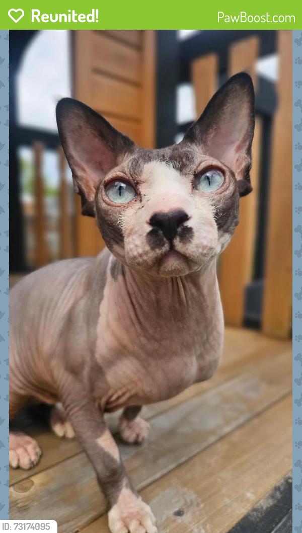 Reunited Male Cat last seen SE 119th and Holgate Blvd., Portland, OR 97266