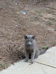 Reunited Male Cat last seen Dunwoody Pl, Sandy Springs, GA 30328