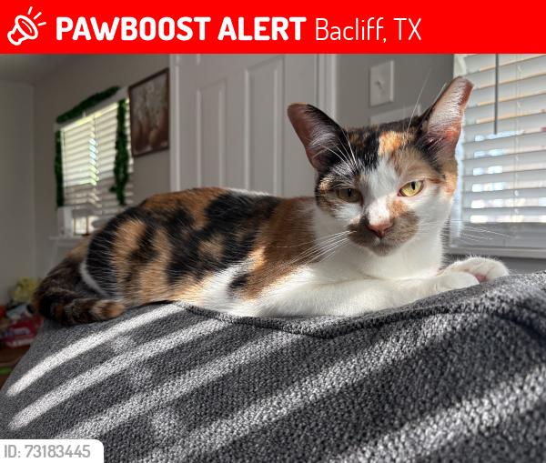 Lost Female Cat last seen 15th st, Bacliff, TX 77518