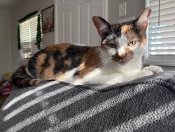 Lost Female Cat last seen 15th st, Bacliff, TX 77518