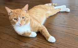 Found/Stray Male Cat last seen Big Ball Park, Riverside, IL 60546
