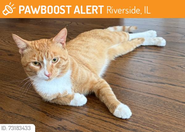 Found/Stray Male Cat last seen Big Ball Park, Riverside, IL 60546