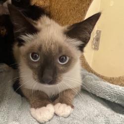 Shelter Stray Male Cat last seen , 361 S Raymond Ave, Pasadena, CA 91105, USA