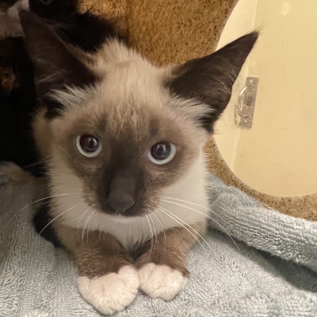 Shelter Stray Male Cat last seen , 361 S Raymond Ave, Pasadena, CA 91105, USA