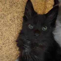 Shelter Stray Male Cat last seen , 361 S Raymond Ave, Pasadena, CA 91105, USA