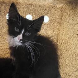 Shelter Stray Male Cat last seen , 361 S Raymond Ave, Pasadena, CA 91105, USA