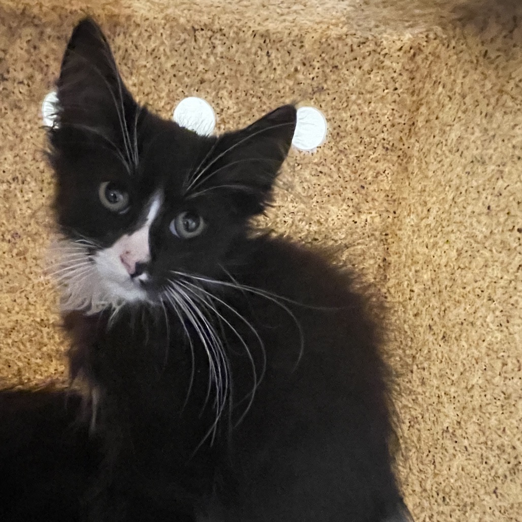 Shelter Stray Male Cat last seen , 361 S Raymond Ave, Pasadena, CA 91105, USA