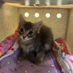 Shelter Stray Male Cat last seen , 361 S Raymond Ave, Pasadena, CA 91105, USA