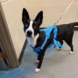 Shelter Stray Female Dog last seen , 2350 Appling City Cove, Memphis, TN 38133, USA