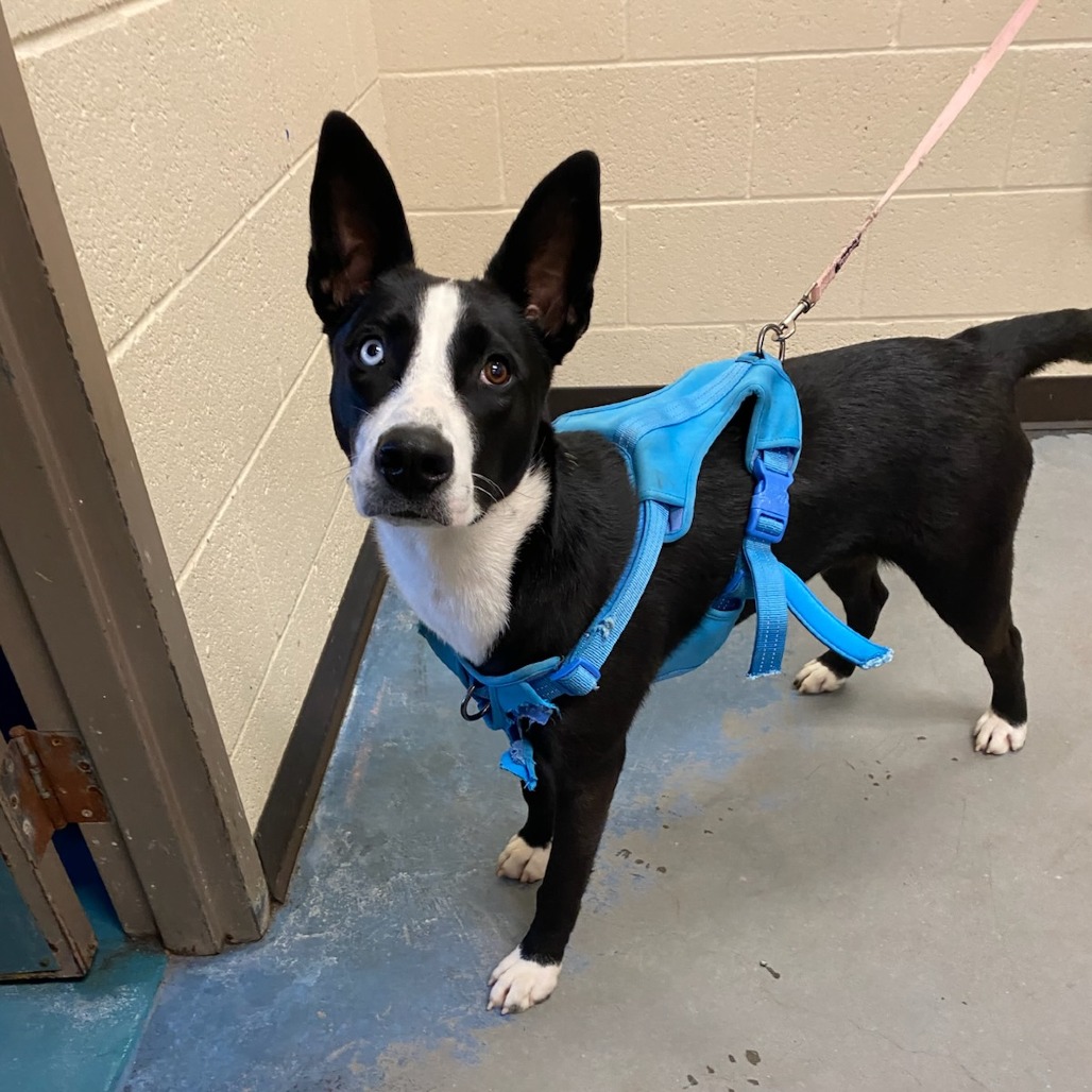 Shelter Stray Female Dog last seen , 2350 Appling City Cove, Memphis, TN 38133, USA