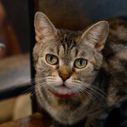 Shelter Stray Female Cat last seen , 3607 N Armenia Ave, Tampa, FL 33607, USA