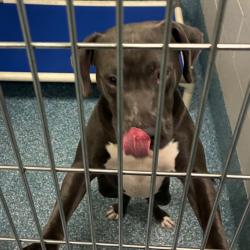 Shelter Stray Female Dog last seen , 980 Guilford College Rd, Greensboro, NC 27409, USA