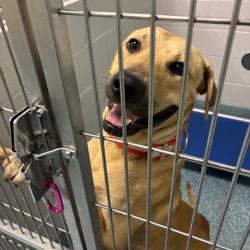 Shelter Stray Male Dog last seen , 980 Guilford College Rd, Greensboro, NC 27409, USA