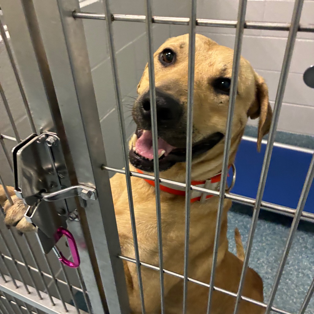 Shelter Stray Male Dog last seen , 980 Guilford College Rd, Greensboro, NC 27409, USA