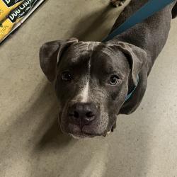 Shelter Stray Male Dog last seen , 980 Guilford College Rd, Greensboro, NC 27409, USA