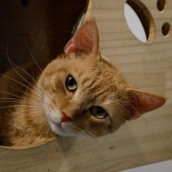 Shelter Stray Male Cat last seen , 3607 N Armenia Ave, Tampa, FL 33607, USA