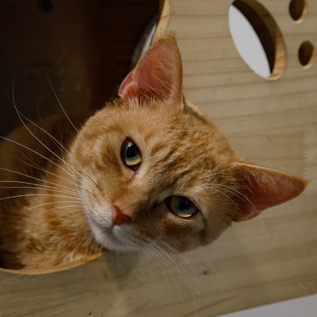 Shelter Stray Male Cat last seen , 3607 N Armenia Ave, Tampa, FL 33607, USA
