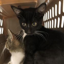 Shelter Stray Male Cat last seen , 1013 Garfield St, Oak Park, IL 60304, USA