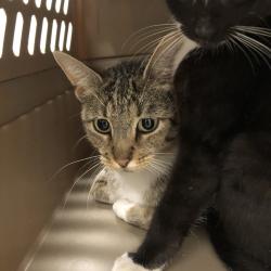 Shelter Stray Female Cat last seen , 1013 Garfield St, Oak Park, IL 60304, USA