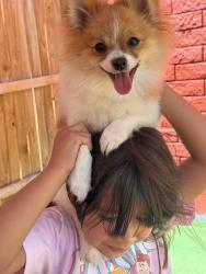 Lost Female Dog last seen Near ebony avenue, Taylorsville, UT 84123