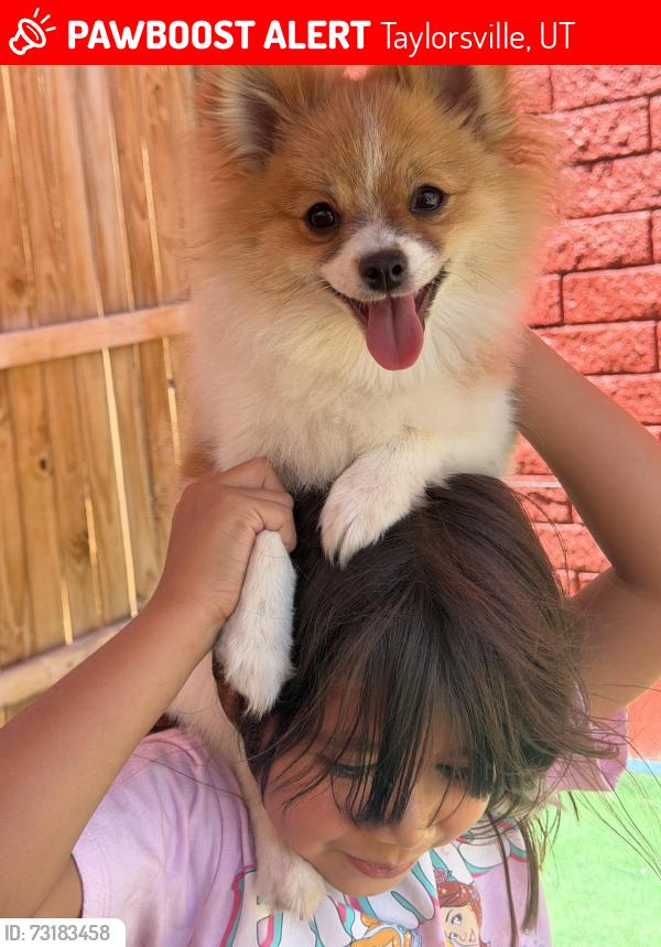 Lost Female Dog last seen Near ebony avenue, Taylorsville, UT 84123