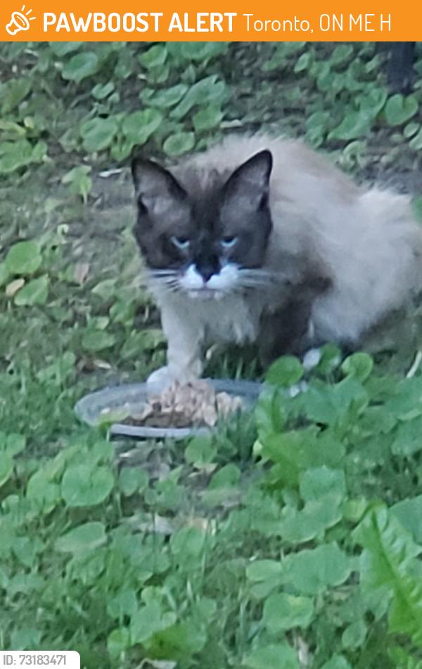 Found/Stray Male Cat last seen Woodbine and Kingston Road, Toronto, ON M4E 2H6