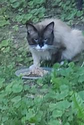 Found/Stray Male Cat last seen Woodbine and Kingston Road, Toronto, ON M4E 2H6