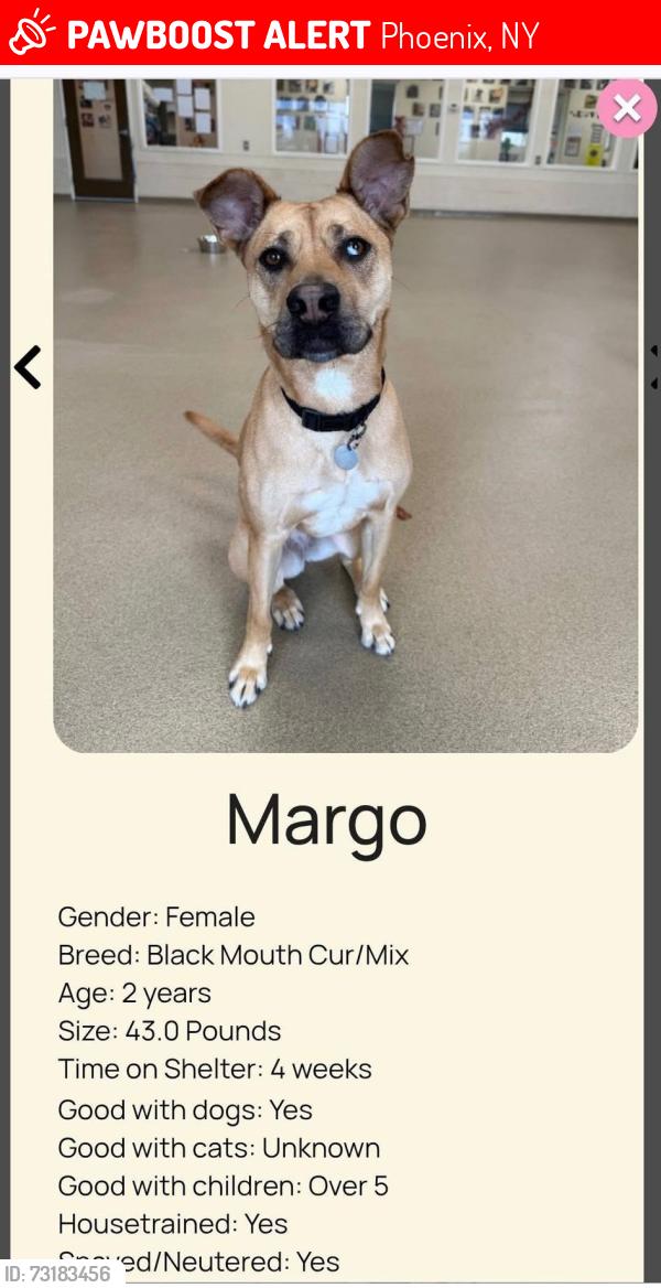 Lost Female Dog last seen Pendergast road, Phoenix, NY 13135