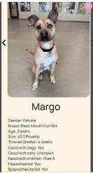 Lost Female Dog last seen Pendergast road, Phoenix, NY 13135