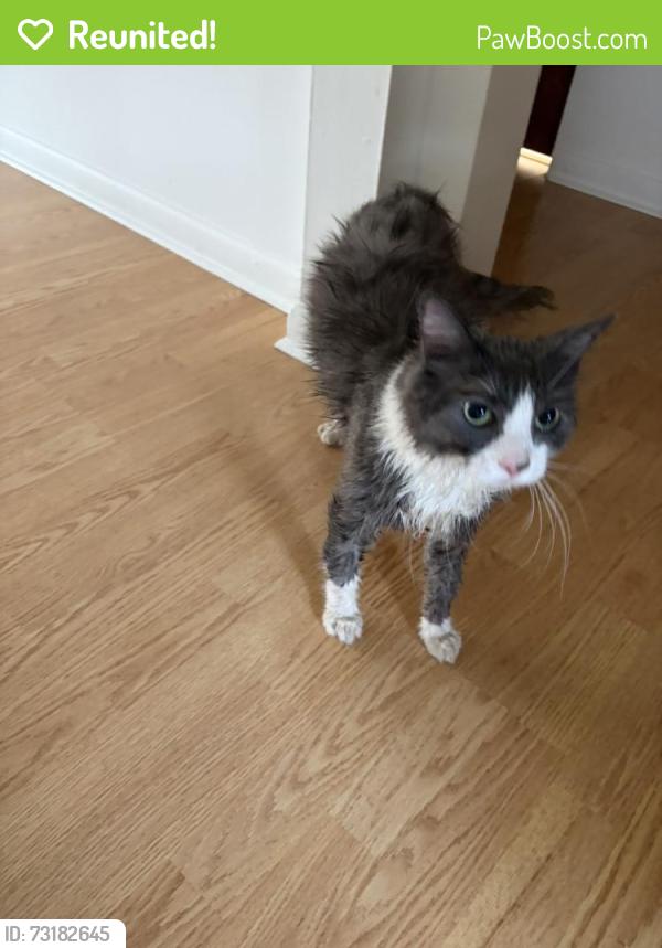Reunited Male Cat last seen Between Gove Dr. and W Russell Rd on Green Hwy in Tecumseh, Tecumseh, MI 49286