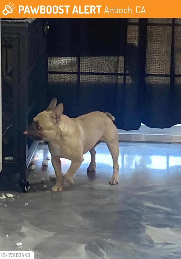 Found/Stray Male Dog last seen diamaggio, Antioch, CA 94509