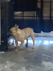 Found/Stray Male Dog last seen diamaggio, Antioch, CA 94509