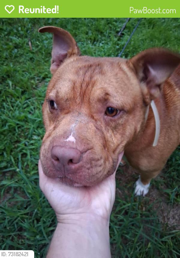 Reunited Male Dog last seen Skyview terrace, Asheville, NC 28806
