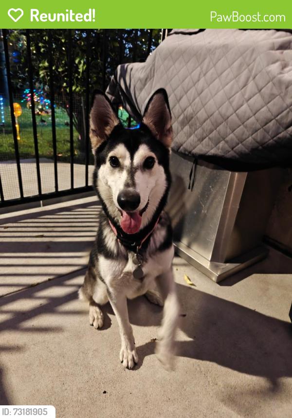 Reunited Female Dog last seen Payson and Donna Beth, Azusa, CA 91702