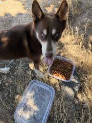 Found/Stray Unknown Dog last seen Dirt lot on corner of 3rd & Muscatel, Hesperia, CA 92345