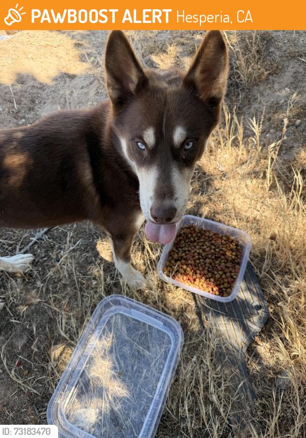 Found/Stray Unknown Dog last seen Dirt lot on corner of 3rd & Muscatel, Hesperia, CA 92345