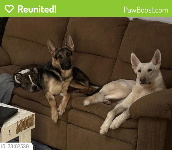Reunited Male Dog last seen Food Lion neighborhood across the riad, Huffman Mill Rd, NC 27215