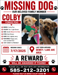 Lost Male Dog last seen Dewey/lake, Rochester, NY 14615