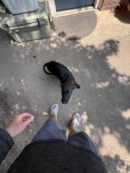 Found/Stray Male Dog last seen Sorghum and Midwest, Edmond, OK 73034